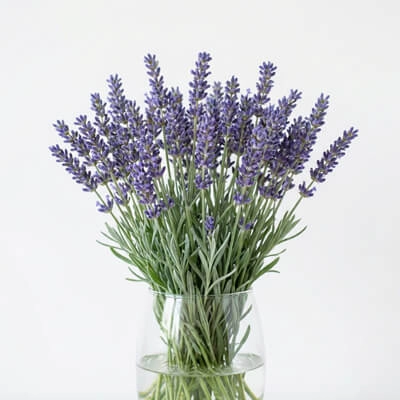 14. Lavender